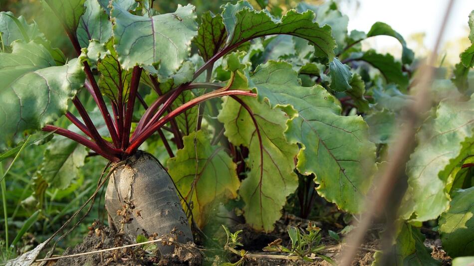 garten ohne sonne obst gemüse