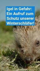 Igel in Gefahr: Ein Aufruf zum Schutz unserer Winterschläfer!