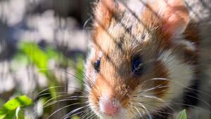 Ein Hamster sitzt auf einem Feld.