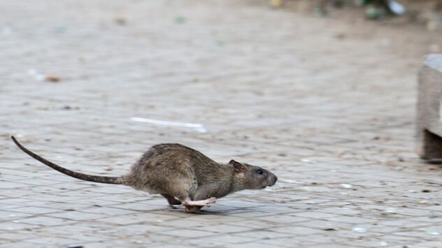 Ratte in New York.