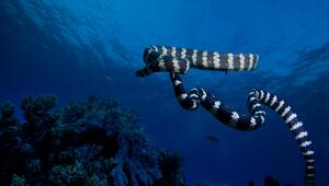 Schwarzgebänderte Seeschlange