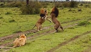 Kampf um Weibchen: Löwen schenken sich nichts – und erleben Überraschung