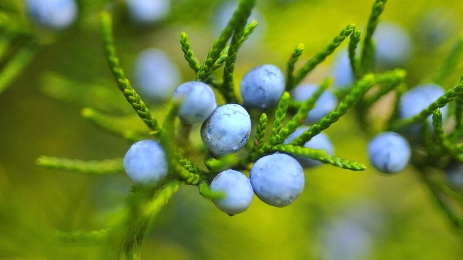 Waldheidelbeeren