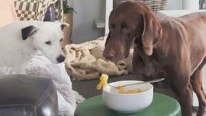Essen von Frauchen vor der Schnauze: Hunde haben unglaubliche Selbstbeherrschung