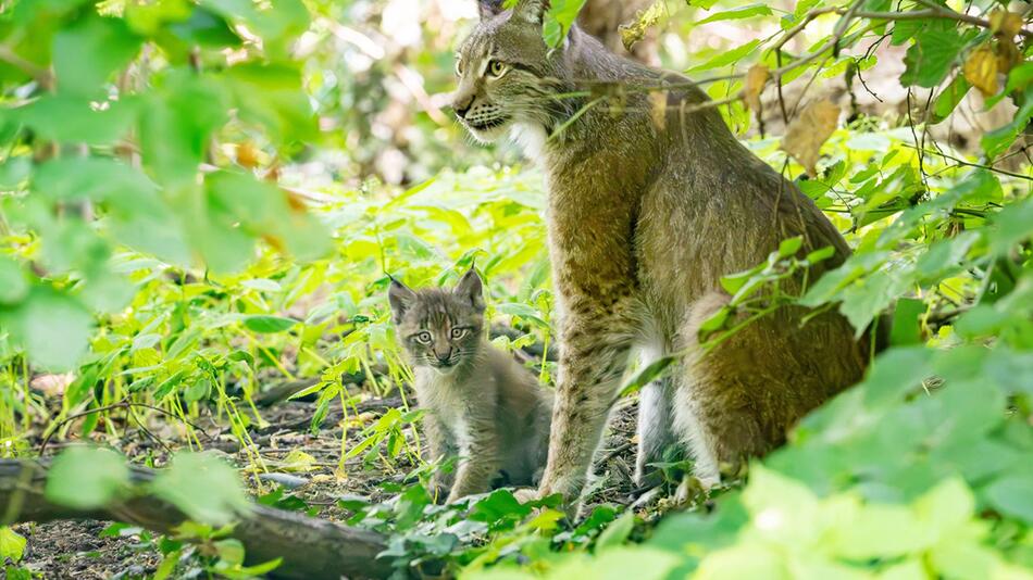 Die Jungtiere kamen im Mai zur Welt