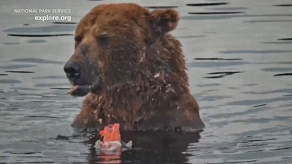 "Fat Bear"-Wahl: massiger Braunbär "Chunk" holt Siegertitel