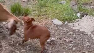 Fiese Kopfnuss: Ziege rammt Zwergpinscher im Garten