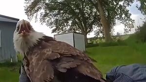 Zu schwach zum Jagen: Verletzter Weißkopfseeadler in Michigan gerettet