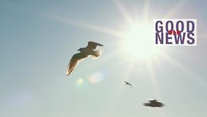 Eine Möwe fliegt vor einem hellen, sonnigen Himmel. Rechts im Bild steht der Schriftzug „GOOD ...