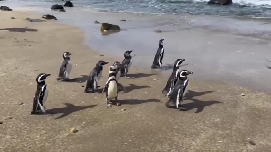 Magellan-Pinguine wieder auf freiem Fuß