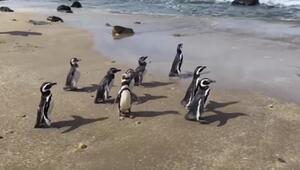 Magellan-Pinguine wieder auf freiem Fuß