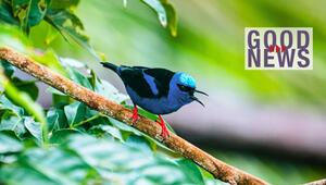 Ein kleiner Vogel mit leuchtend blauer Kopf- und Brustfärbung, schwarzem Rücken und roten Beinen ...