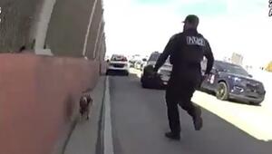 Sauerei auf der Interstate: Polizei jagt entlaufenes Schwein über Autobahn