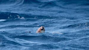 Eine Unechte Karettschildkröte im Atlantik bei den Azoren.