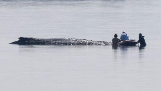 Rettungsaktion für den Buckelwal