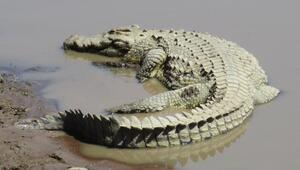 Krokodil