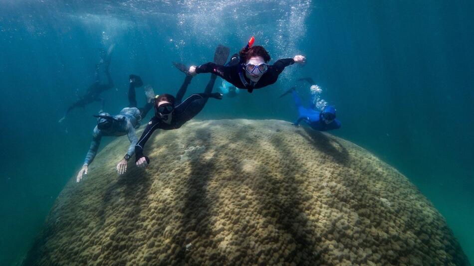 Gewaltige Koralle im Great Barrier Reef entdeckt