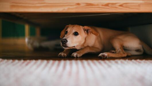 Ängstlicher Hund liegt unter dem Bett