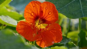 Kapuzinerkresse blüht in einem Garten