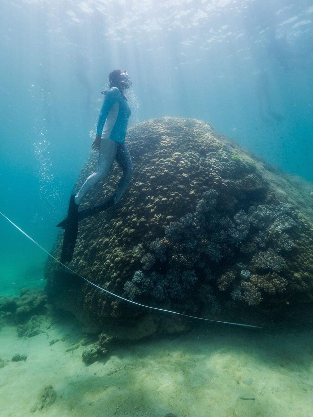 Gewaltige Koralle im Great Barrier Reef entdeckt