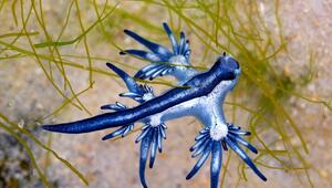 Glaucus atlanticus