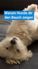 Nicht immer ein positives Zeichen: Warum Hunde den Bauch zeigen