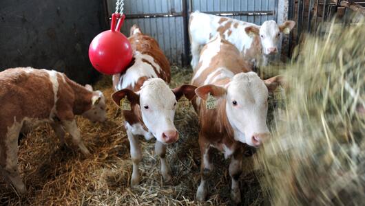 Der pensionierte Landwirt kam zwischen den Jungtieren zu liegen