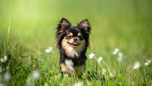 Kleiner Hund mit großer Persönlichkeit: Der Chihuaha.