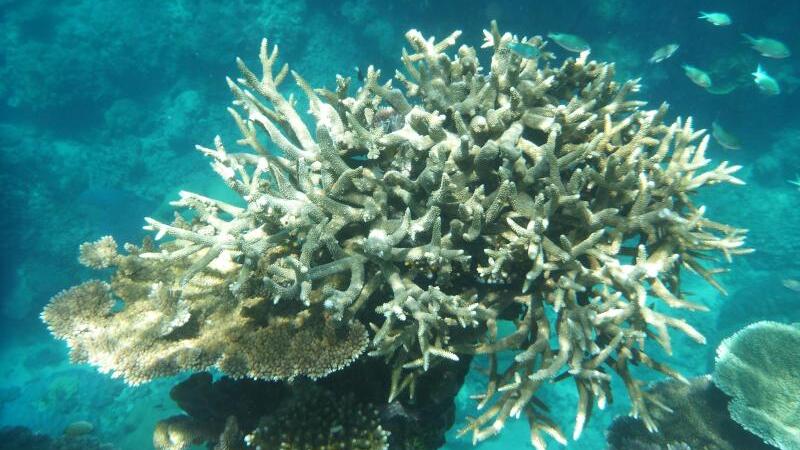 Korallen am Great Barrier Reef