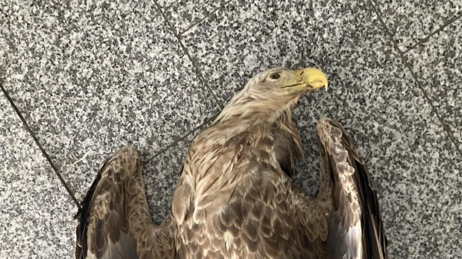 Seeadler starb an Carbofuran