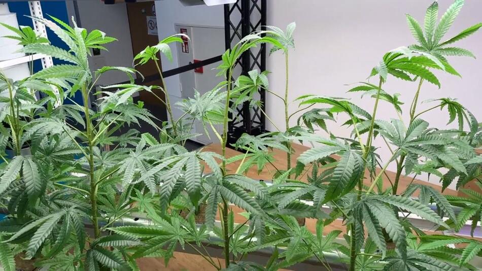 Cannabis-Messe: Mary Jane öffnet die Tore für Fachpublikum