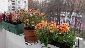 Vor dem ersten Frost sollte man auf dem Balkon einiges erledigen.