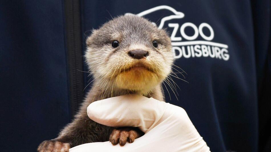 Zwergotter-Nachwuchs im Zoo Duisburg