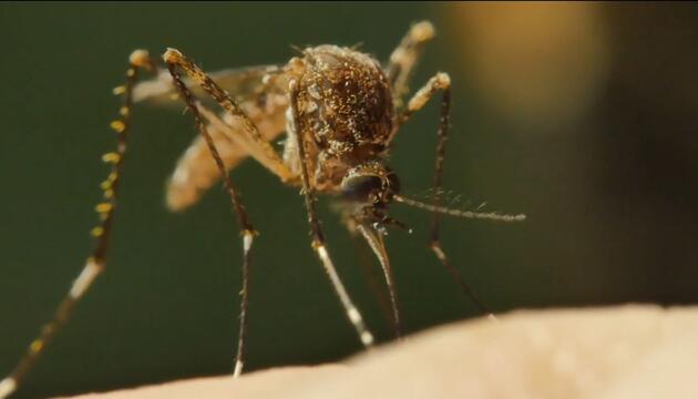 Fiese Plagegeister: Feuchter Sommer fördert Mücken