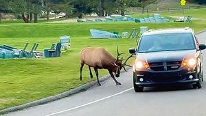 Kein Auto ist sicher: Wapiti-Hirsch in Colorado ist seltsamer Star