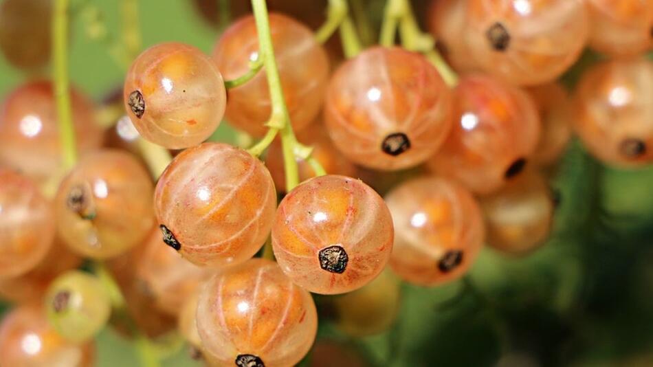 Johannisbeeren
