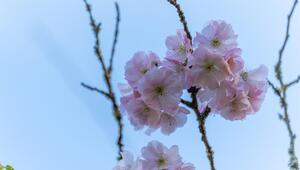 Prunus subhirtella Autumnalis Rosea
