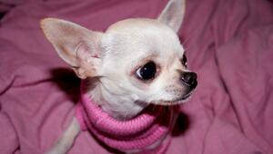 Chihuahuas mit rosa Pullover