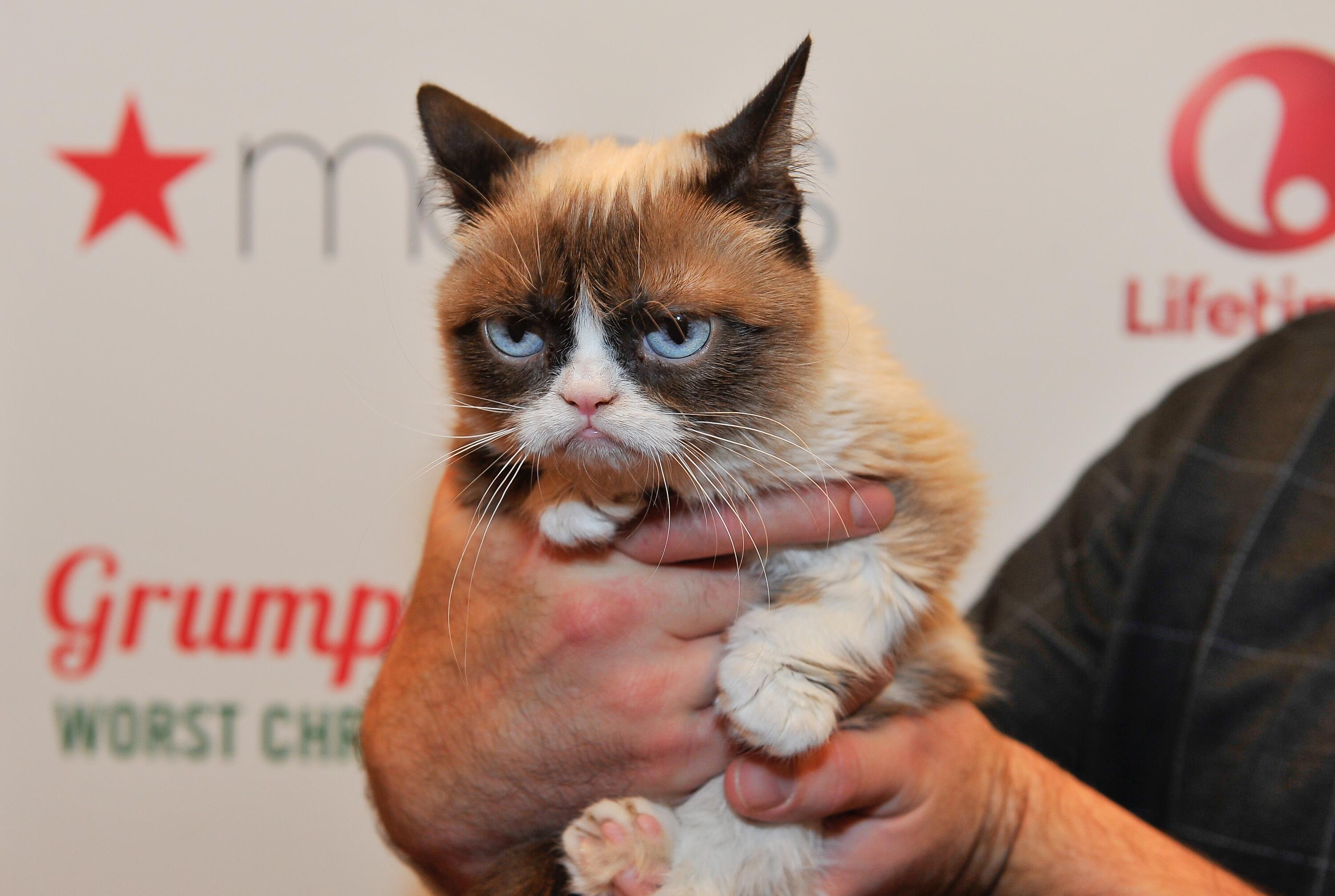 Grumpy Cat | Steckbrief, Bilder und News | GMX.AT