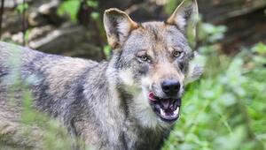 In Tirol wurde erneut ein Wolf erlegt
