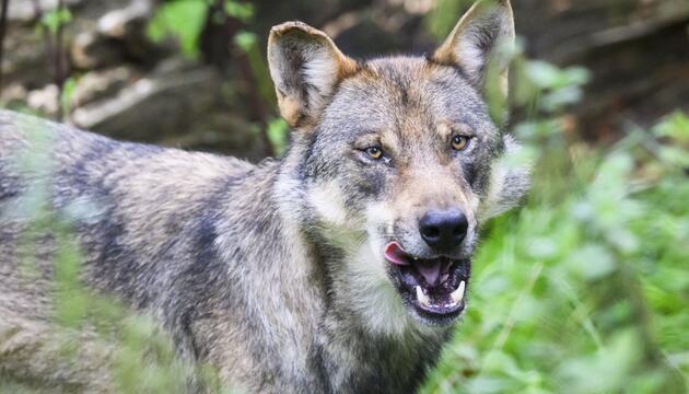 In Tirol wurde erneut ein Wolf erlegt
