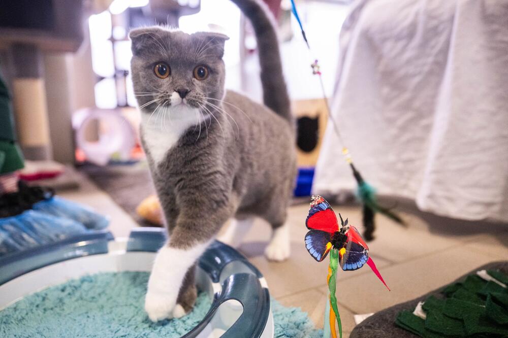 Qualzuchten bei Katzen