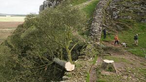 Prozess wegen Baumfällung in Sycamore Gap