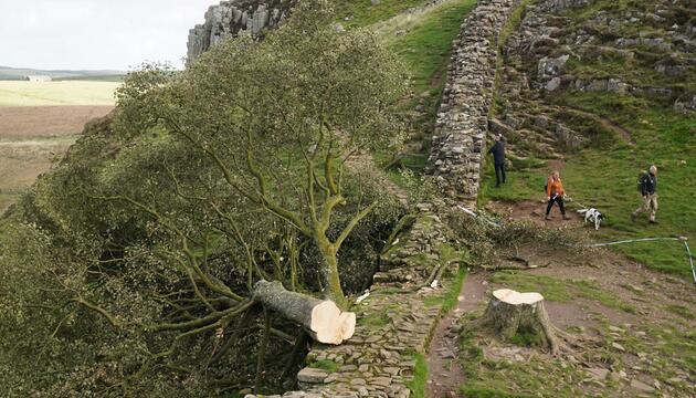 Prozess wegen Baumfällung in Sycamore Gap