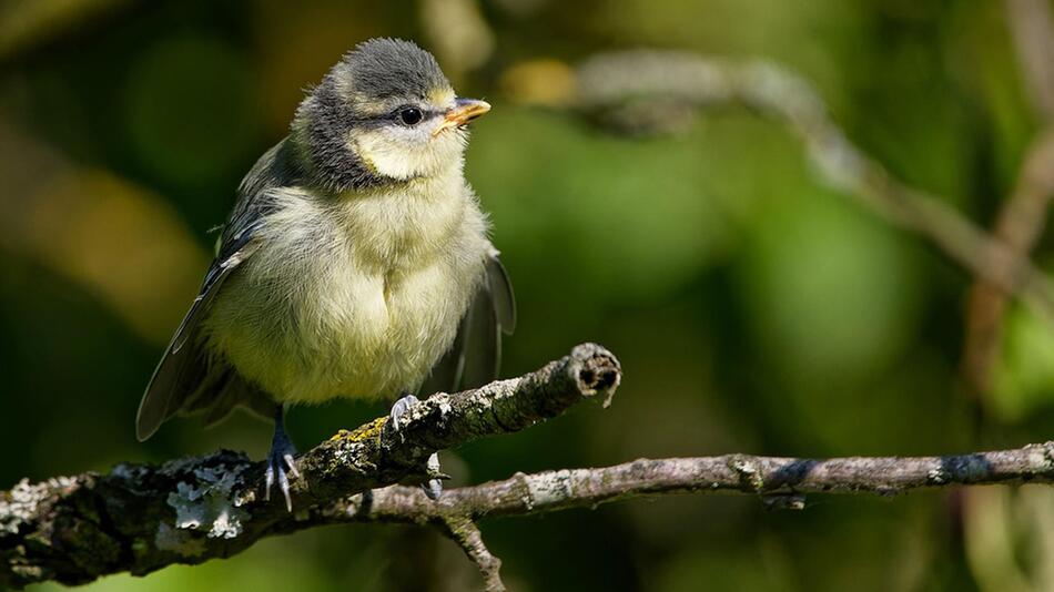 Brutzeit im Garten: Wie du Vögel vor Katzen schützt