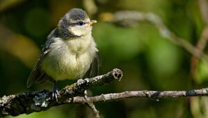 Brutzeit im Garten: Wie du Vögel vor Katzen schützt