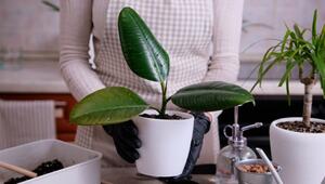 Gummibaum stärken: Kaffeesatz als natürlicher Dünger