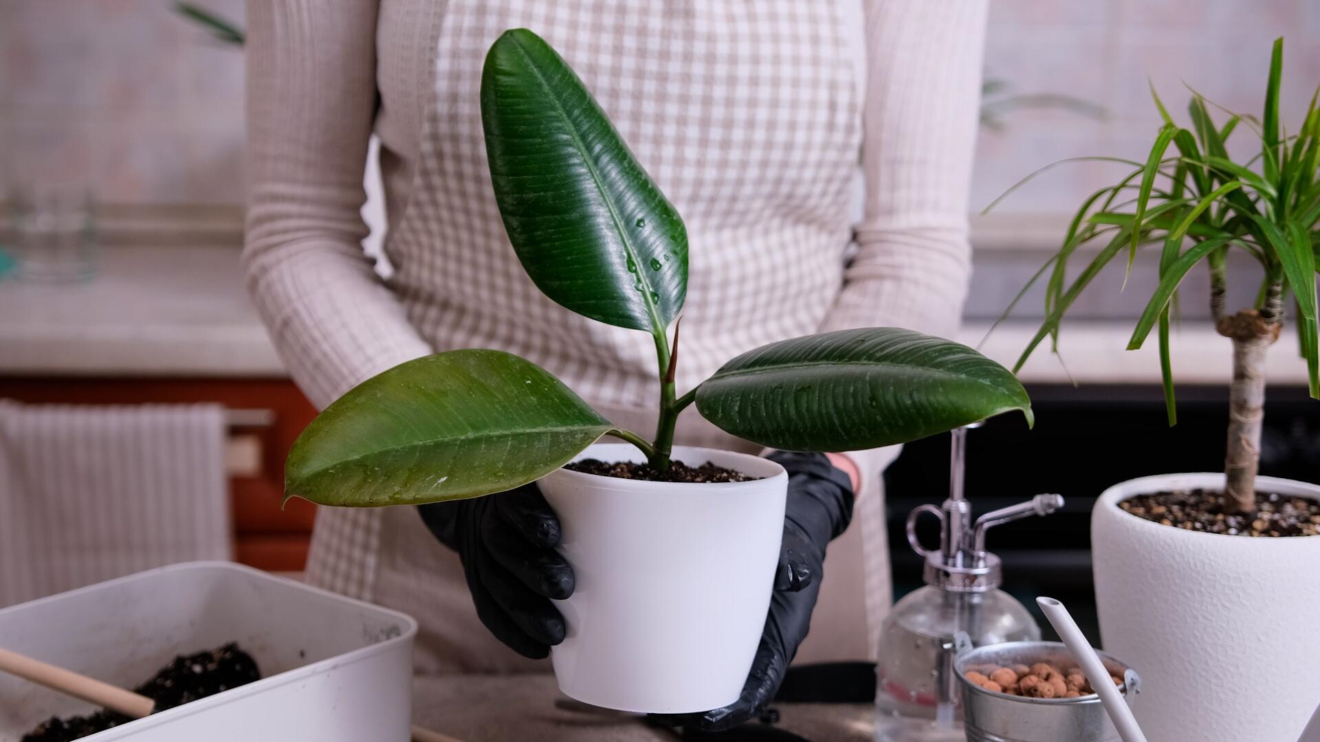 dnger fr monstera ProviPlant Grnpflanzen-Dnger Indoor & Outdoor Monstera, Farn, Ficus