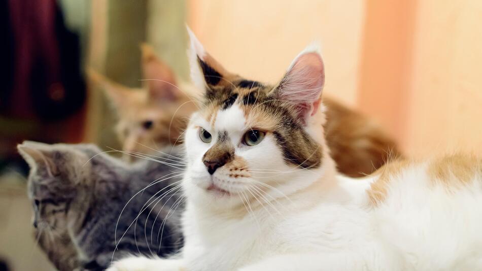 Katzen