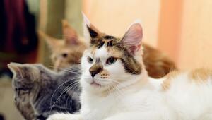 Katzen